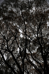 sunset in the forest