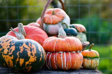 autumn decorative pumpkins. Thanksgiving or Halloween holiday  harvest concept.