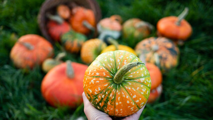 awoman holding autumn decorative pumpkins. Thanksgiving or Halloween holiday  harvest concept.