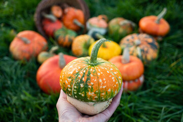 awoman holding autumn decorative pumpkins. Thanksgiving or Halloween holiday  harvest concept.