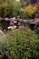 Obraz premium Colorful flowers against a pond at the John Denver Sanctuary in Aspen, Colorado