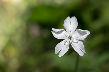 Obraz na płótnie Canvas Lepnica biała (White campion, Silene latifolia)