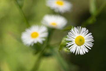 Przymiotno białe (Daisy fleabane, Erigeron annuus)