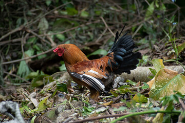 Fototapeta premium Wildlife of Manuel Antonio Natural Park Costa Rica