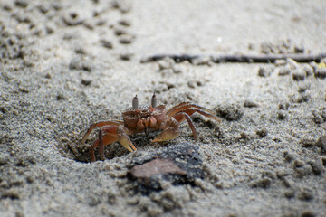Wildlife of Manuel Antonio Natural Park Costa Rica