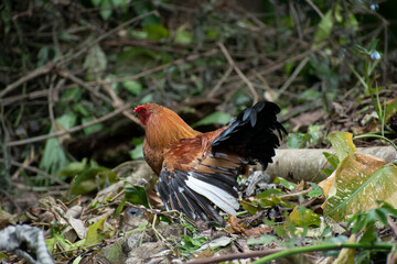 Wildlife of Manuel Antonio Natural Park Costa Rica