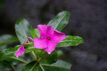Manuel Antonio National Park Costa Rica