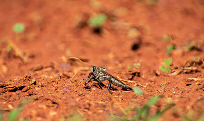 Robber fly - Asilidae on the ground