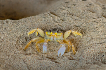 crab on sand