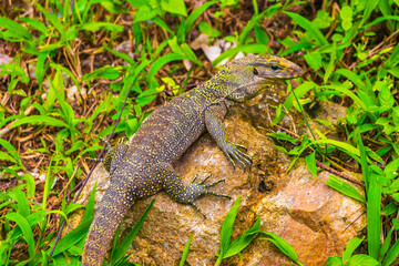 Lizards geckos iguanas reptiles nature on stone rock branch Thailand.