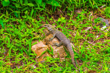 Lizards geckos iguanas reptiles nature on stone rock branch Thailand.