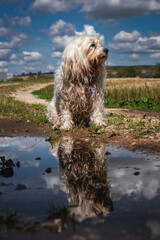 Havaneser vor Pfütze