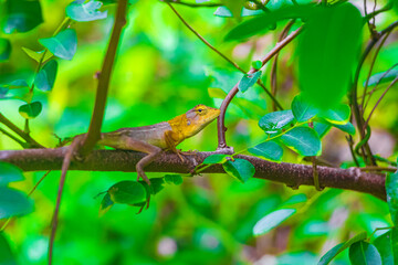 Lizards geckos iguanas reptiles nature on stone rock branch Thailand.
