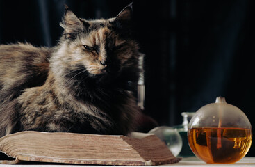 A cat sitting on a spell book