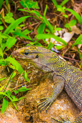 Lizards geckos iguanas reptiles nature on stone rock branch Thailand.