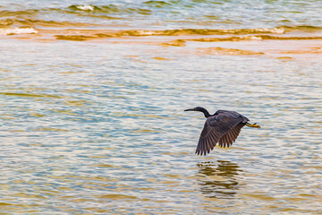 Great black water bird heron stork flying standing water Thailand.
