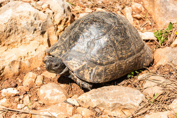 The Greek tortoise (Testudo graeca), also known as the spur-thighed tortoise, in Turkey.