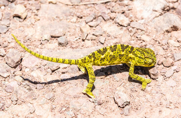 Baby Common chameleon (Chamaeleo chamaeleon)