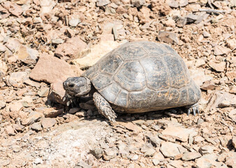 The Greek tortoise (Testudo graeca), also known as the spur-thighed tortoise
