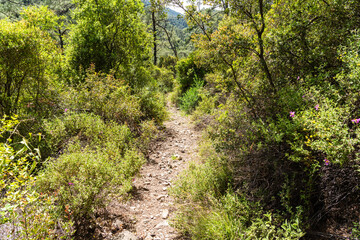 Fototapeta na wymiar Carian long-distance trail winding through the bushes in Mugla province of Turkey