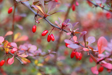 Red barberry on a branch with leaves. Goji berries on a bush in autumn garden