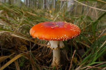 fly agaric mushroom