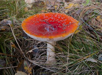 fly agaric mushroom