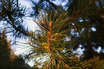pine tree and sky