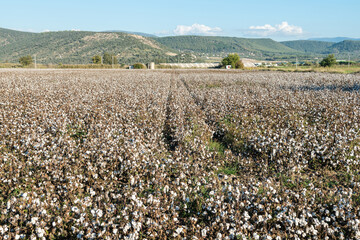 Cotton field in Aegean Turkey.