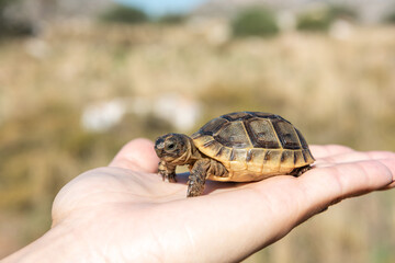 Baby Greek tortoise (Testudo graeca), also known as the spur-thighed tortoise, sitting on  human hand
