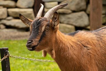 Brown goat in the Carpathians in Ukraine, ruminant