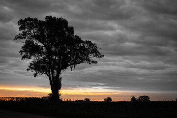 Fototapeta na wymiar Silhouette of a huge tree rising on the side of the road