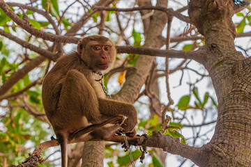 Fototapeta premium Monkey macaque chained on tires in jungle on beach Thailand.