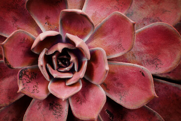 Succulent cactus background. Peacock echeveria plant. Close up of red succulent cactus leaves texture wallpaper. Printable wall art. Selective focus.