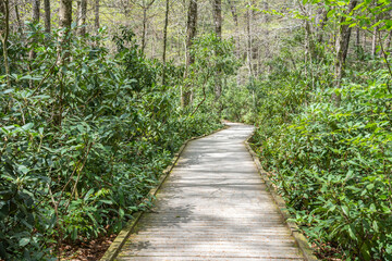 Boardwalk path leading to the Dingmans Falls in Delaware Water Gap National Recreation Area,...