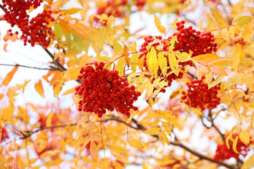 Red rowan berries growing on a tree branches with yellow leaves on sky background. Colors of autumn nature, medicinal berries of ashberry