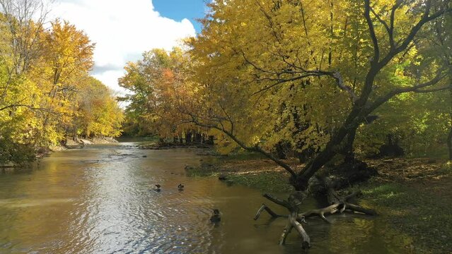 Aerial drone video, flying near the small river, towards colvert ducks relaxing on rocks with threes showing the colors of Fall