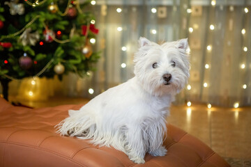 White terrier dog at home on the background of a Christmas tree for the background of the New Year holiday