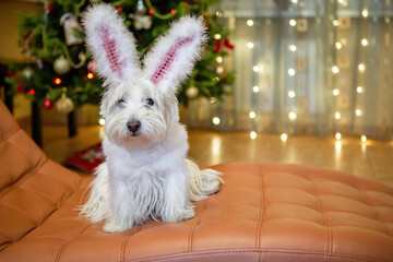 White terrier dog with rabbit ears at home on the background of a Christmas tree a new year rabbit