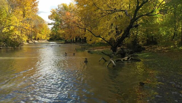 Aerial drone video, flying backward over the small river, away from colvert ducks relaxing on rocks with threes showing the colors of Fall
