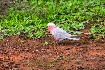 A galah, also known as pink and grey cockatoo or rose-breasted cockatoo (Eolophus roseicapilla) in the Flinders Ranges, South Australia