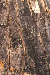 The texture of the old wood. Natural material.