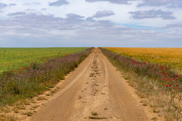 Rural dirt road between cereal fields, colorful fields of green and yellow divided by the road with purple and red borders, road that is lost in the horizon with a cloudy sky.