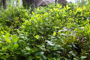 Blueberry, or Blueberry myrtle Vaccinium myrtillus, a low-growing shrub, a species of the genus...