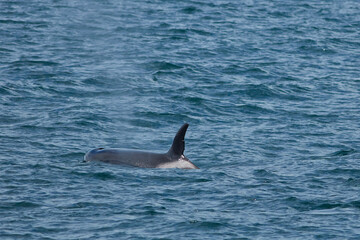 Fototapeta premium Wild Orca
