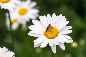 daisy flower with butterfly