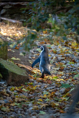 A Pinguin