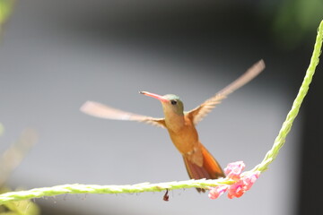 Fototapeta premium Hummingbird in flight wih their wings spread out and feeding on a flower. These fast birds are an essential part of the ecosystem spreading pollen between flowers.