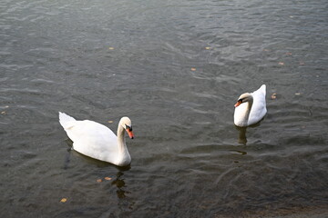 swans on the lake Constance in Austria