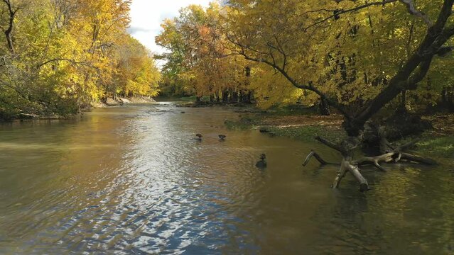 Aerial drone video, flying over the small river, passing near colvert ducks relaxing on rocks with threes showing the colors of Fall
